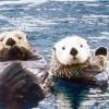 SeaOtters